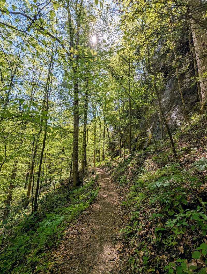 A Short Loop Through The Woods