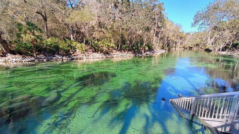 A Spring So Clear the Fish Seem Tame
