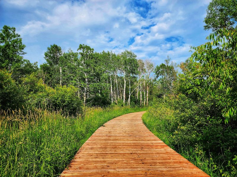 A Stunning Wooden Boardwalk Through the Wetlands