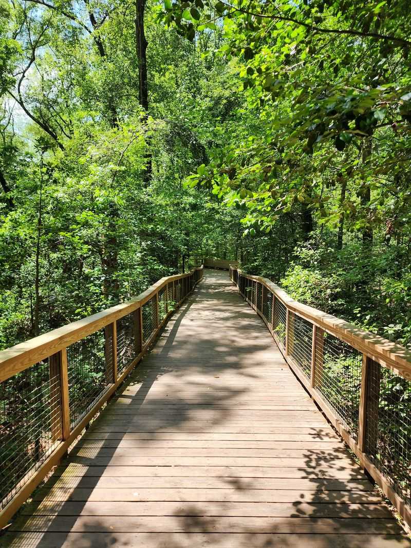 A Swamp Walk Just Outside Hopkins