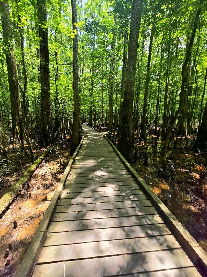 A Symphony Of Swamp Sounds
