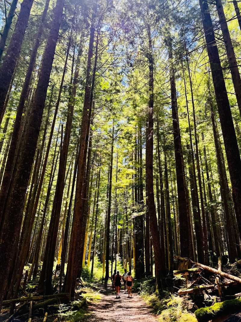 A Trail Built For Families And Dogs