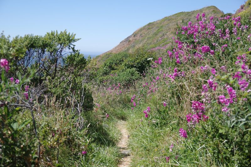 A Trail Through Grass And Blackberries