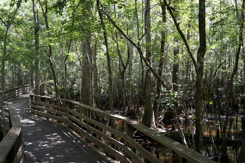 A Wild Corner of the Lowcountry A Wild Corner of the Lowcountry