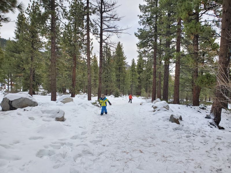 A Winter Wonderland Under Snow