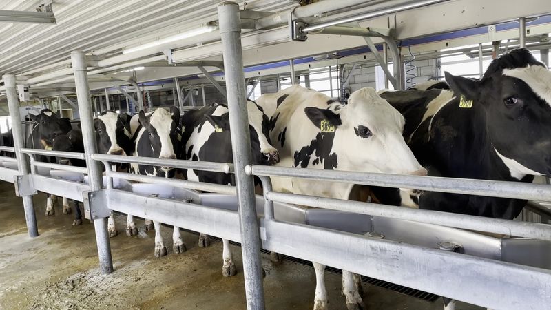 A Working Dairy With A Story