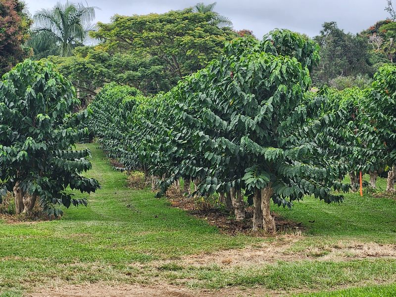 A Working Farm on the Mamalahoa Highway