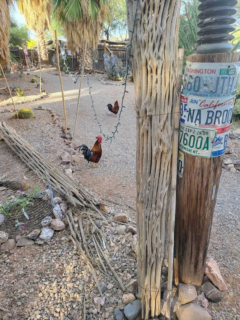 Adorable On-Site Animals That Add Desert Magic Adorable On-Site Animals That Add Desert Magic