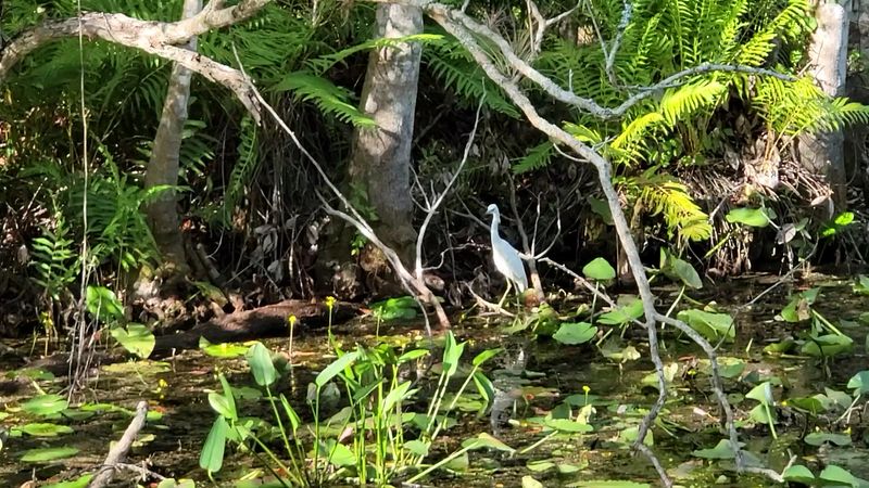 Alligators And The Wildlife Roll Call