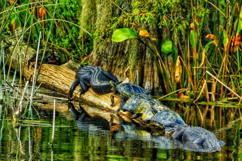 Alligators, Birds, and a Cast of Wild Regulars