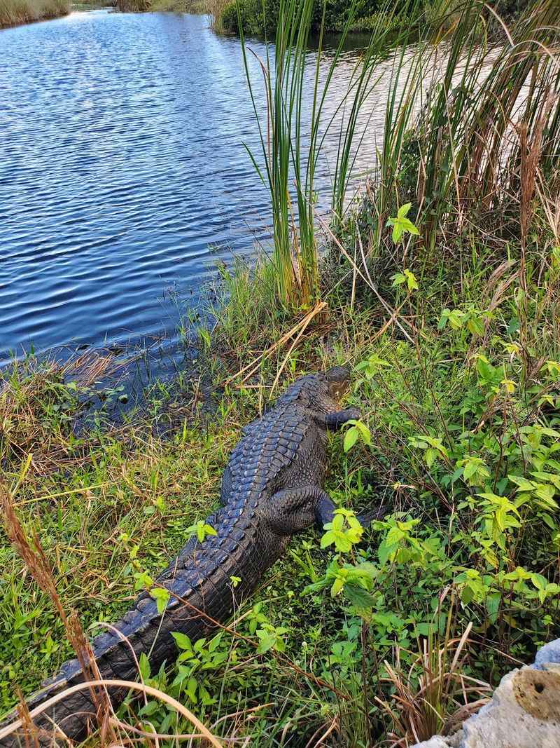 Alligators That Show Up Uninvited