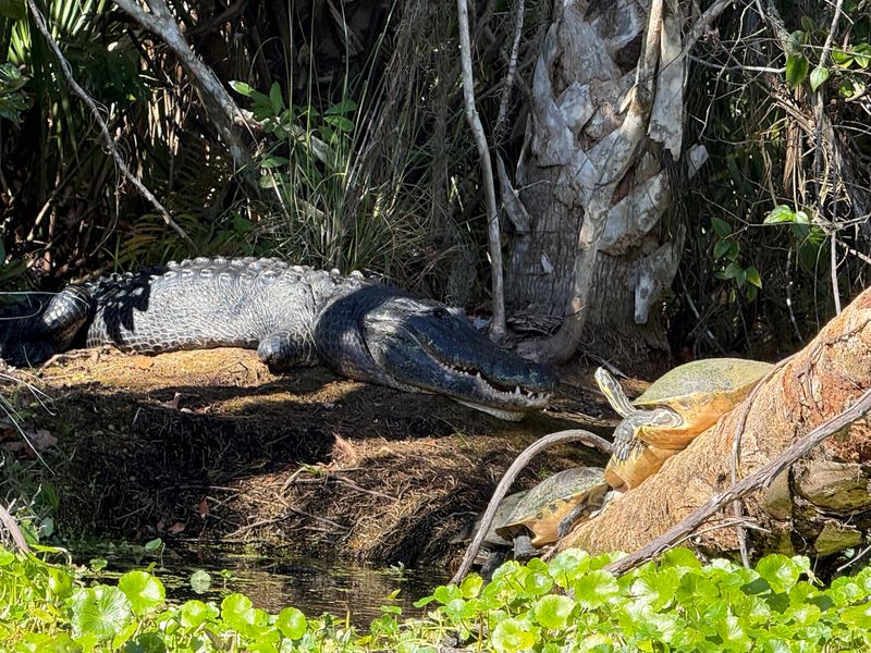 Alligators, Turtles, And Plenty Of Birds
