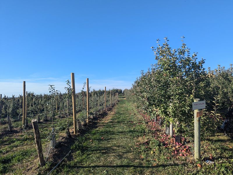 An Apple Variety Lineup Worth Studying