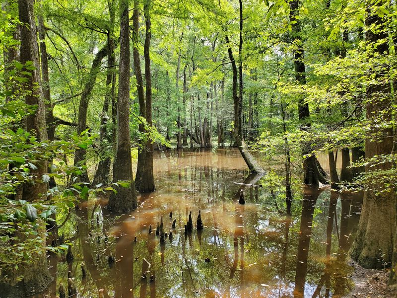 An Old-Growth Forest Frozen In Time