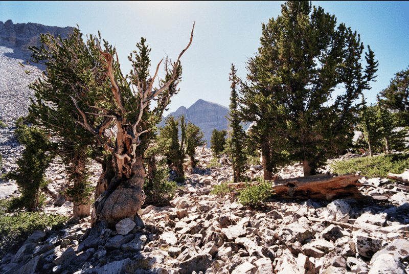 Ancient Bristlecone Pines That Defy Time