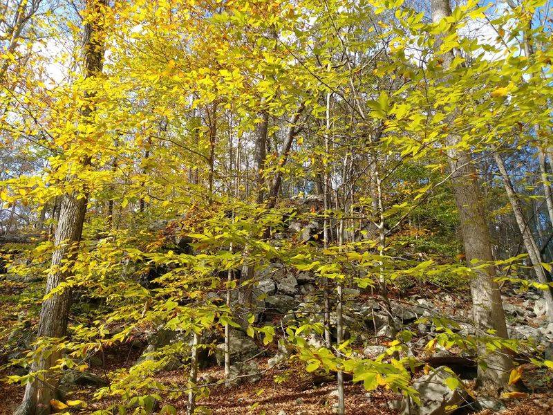 Ancient Stone Walls Hidden Deep in the Forest