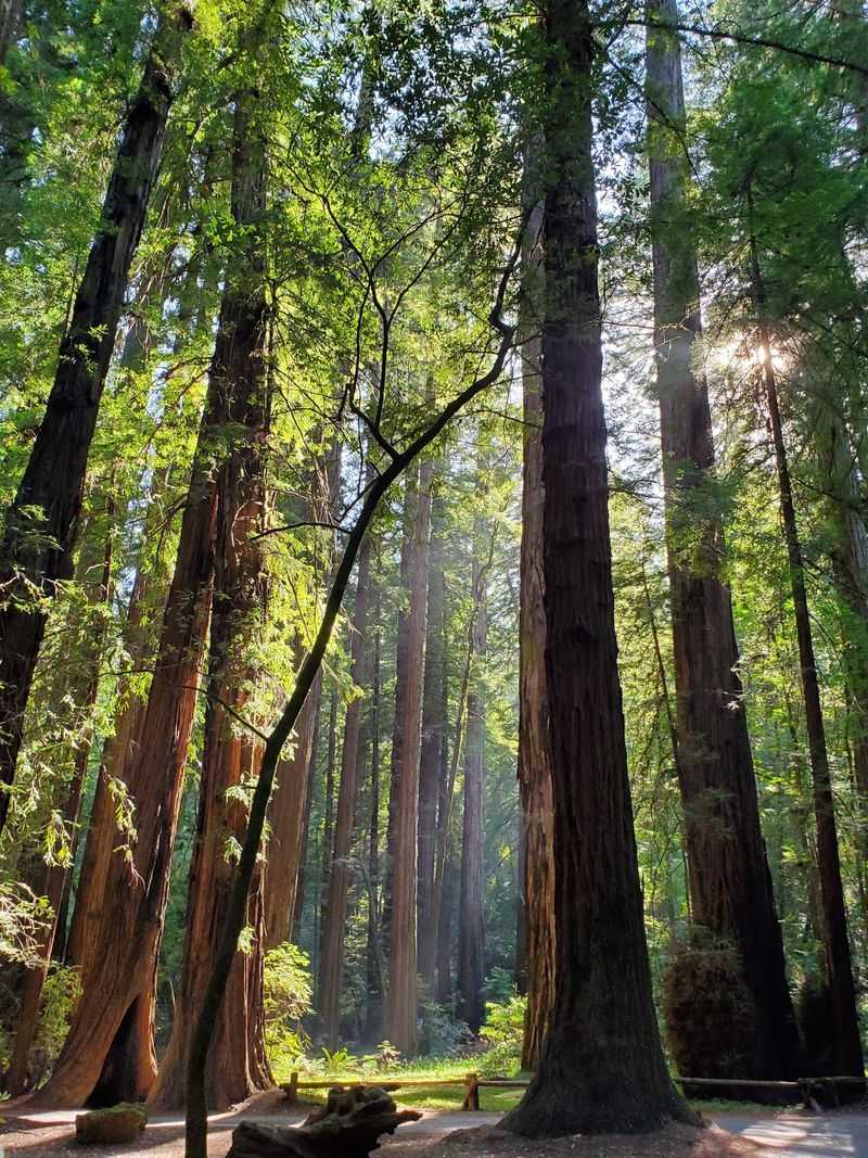 Ancient Trees That Have Stood for Over a Thousand Years