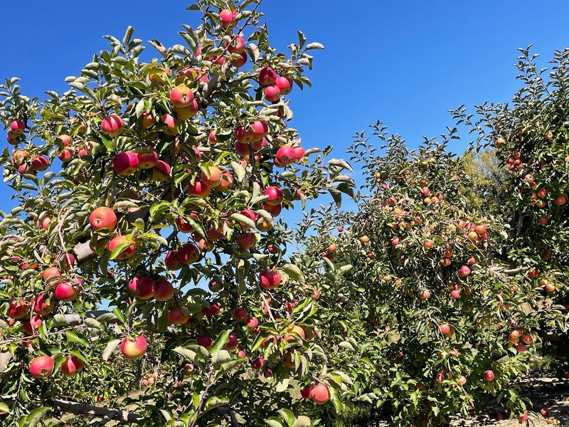 Anderson Orchard, Mooresville