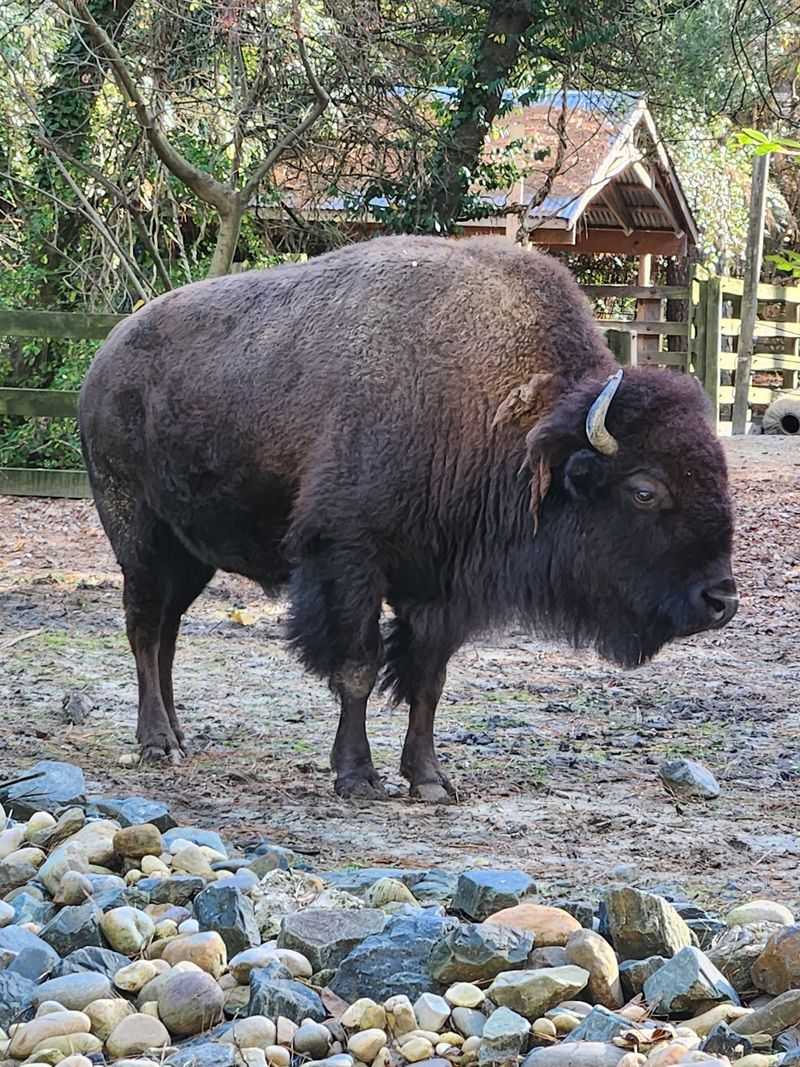 Animals From the Americas in Naturalistic Habitats Animals From the Americas in Naturalistic Habitats