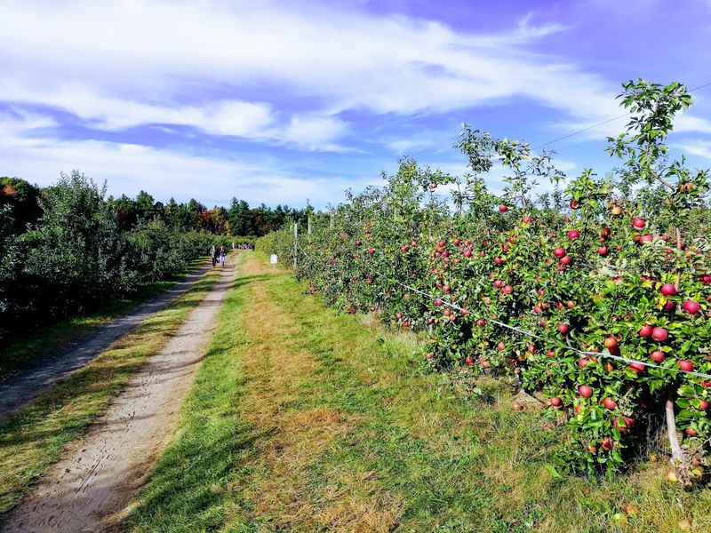 Apple Picking Done Right