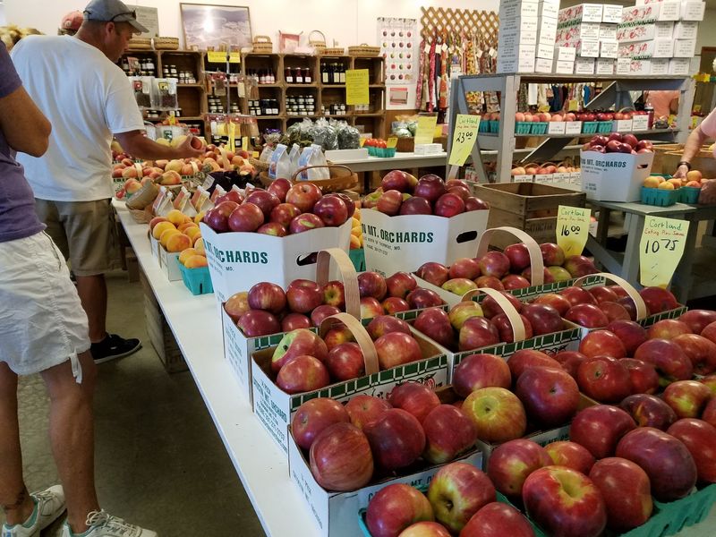 Apple Picking Season In Full Swing