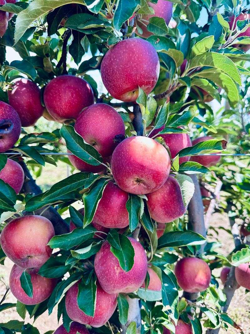Apple Season and the Fall Rush