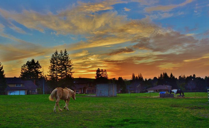 Ardenwood Historic Farm - Where History Feels Alive