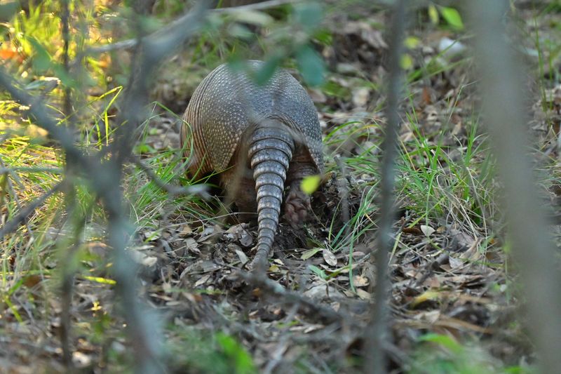 Armadillos, Rams And Roadside Cows