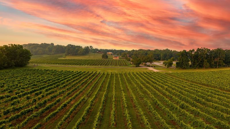Arrington Vineyards, Arrington, Tennessee Arrington Vineyards, Arrington, Tennessee