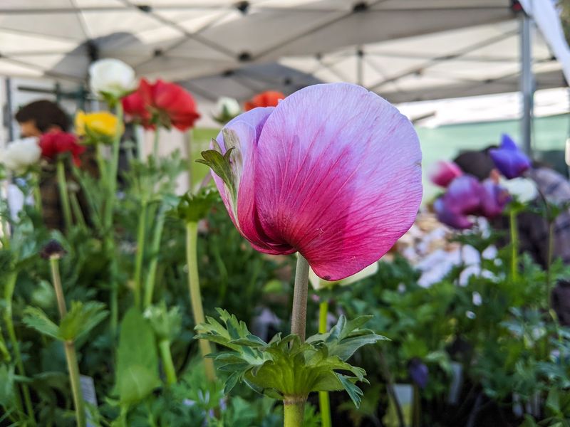 Ashland Rogue Valley Growers and Crafters Market, Ashland, Oregon