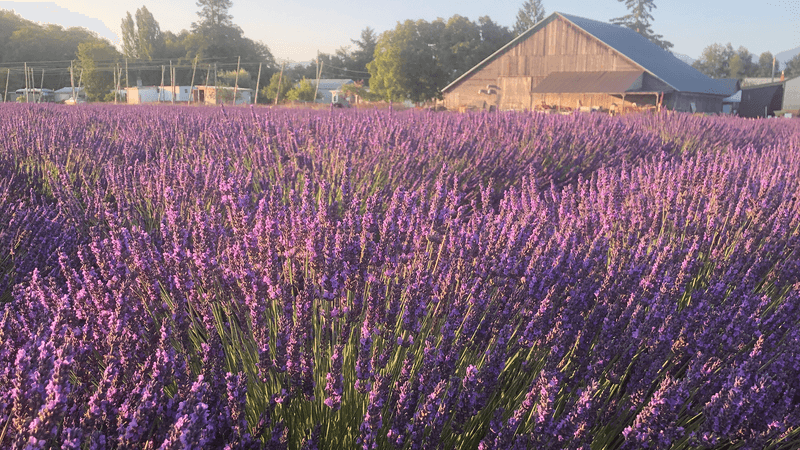 B&B Family Lavender Farm, Sequim, Washington B&B Family Lavender Farm, Sequim, Washington