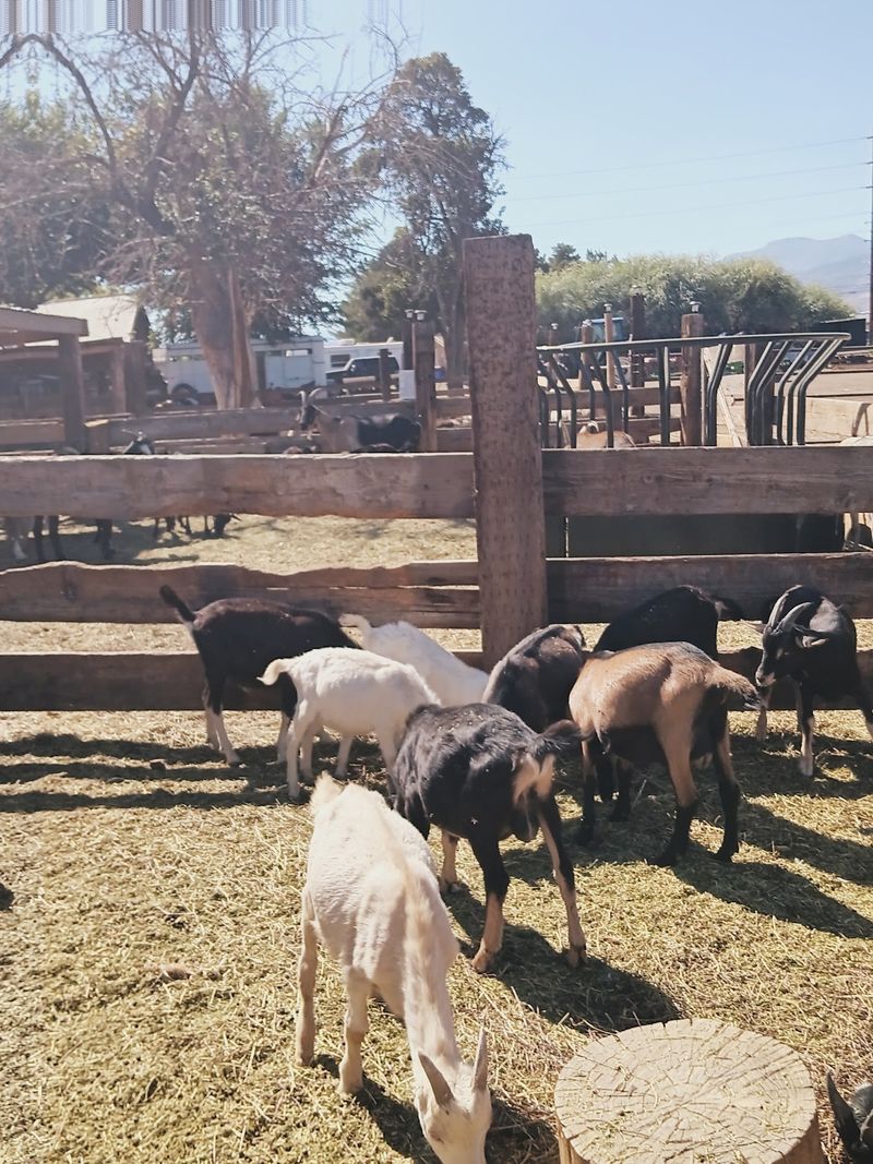 Baby Goats Steal The Show