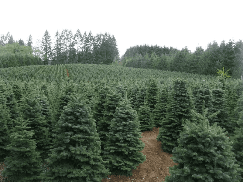 Baggenstos Farms, Sherwood, Oregon