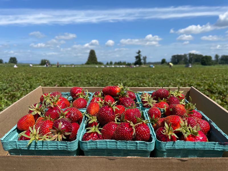 Bailey Farm, Snohomish, Washington