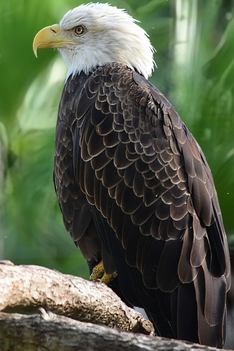 Bald Eagle Exhibit
