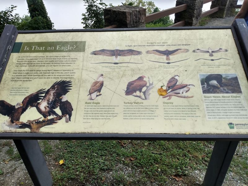 Bald Eagle Sightings Near the World's First Eagle Sanctuary Bald Eagle Sightings Near the World's First Eagle Sanctuary