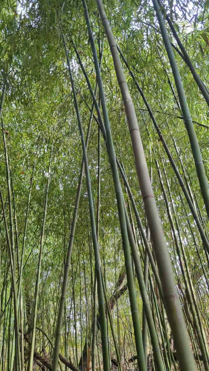 Bamboo Thickets and Themed Garden Vignettes