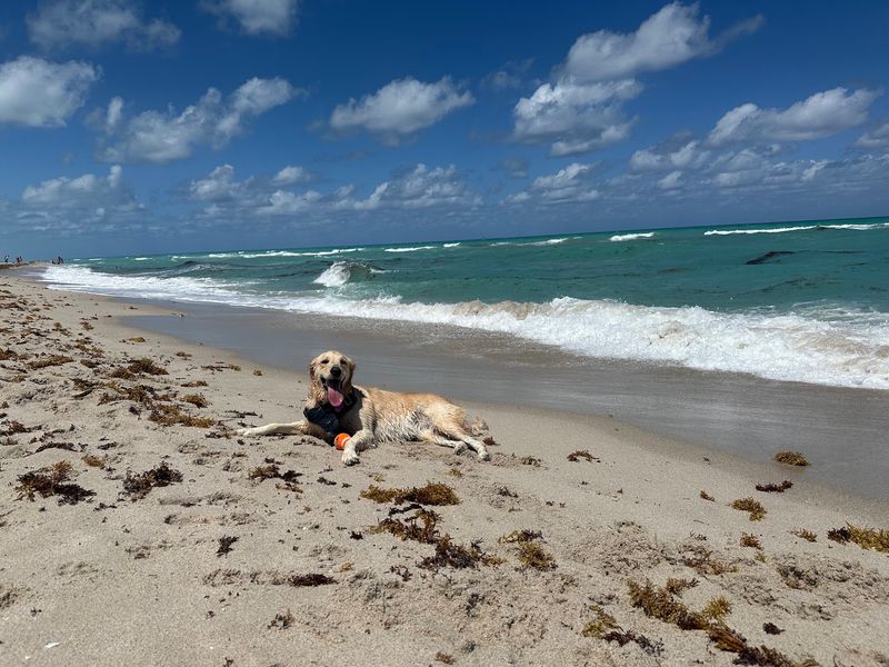 Bark Beach - Miami Beach, Florida