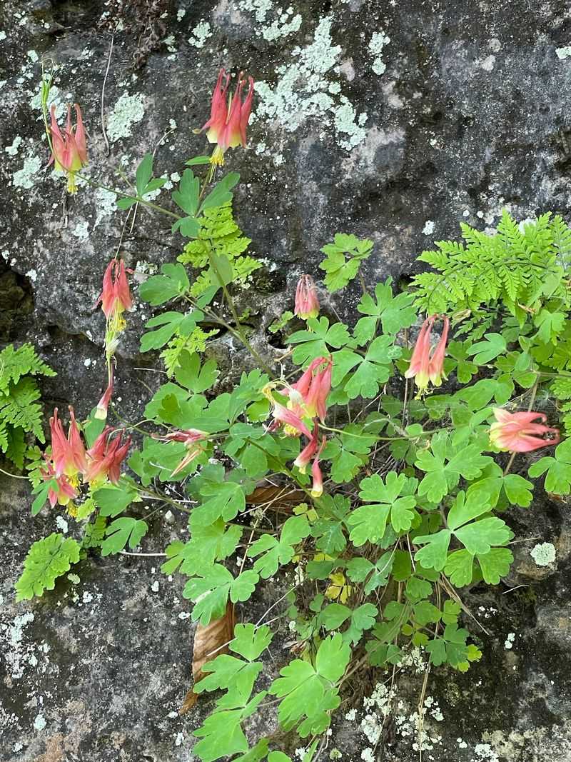 Barrett's Rim Trail - A Wildflower Wonderland