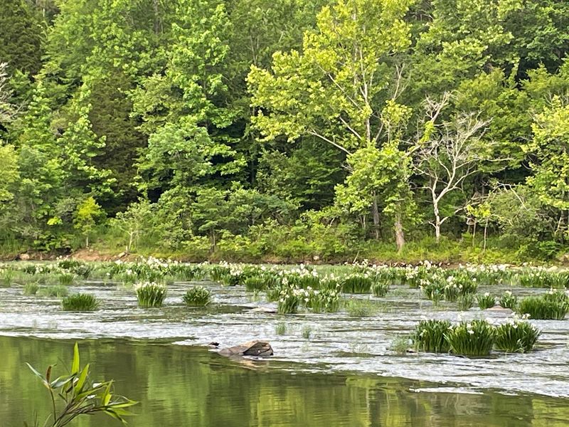 Bartons Beach And The Cahaba National Wildlife Refuge Bartons Beach And The Cahaba National Wildlife Refuge