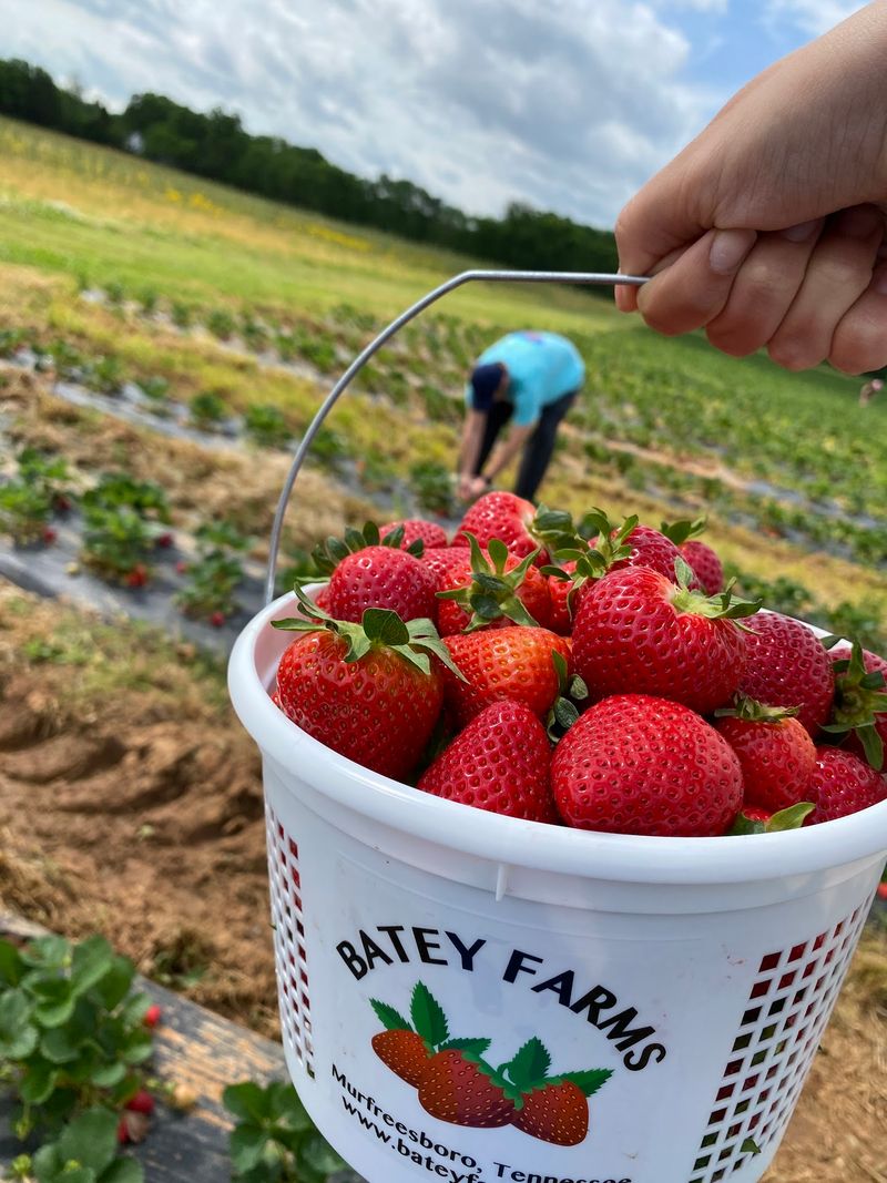 Batey Farms, Murfreesboro, Tennessee