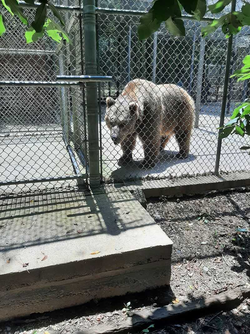 Bears, Foxes, Wolves, and So Much More