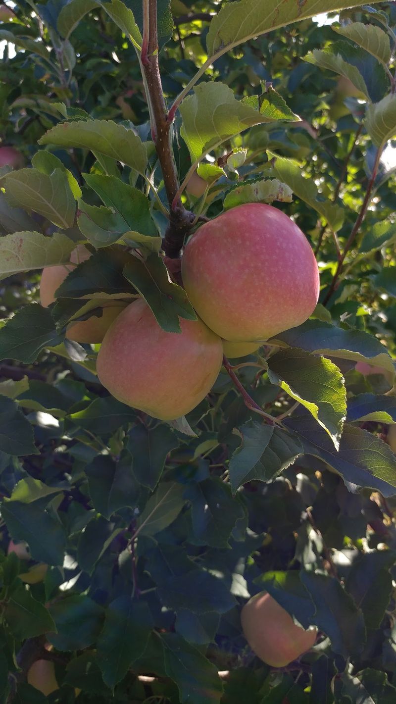Beechwood Orchards, Biglerville, PA