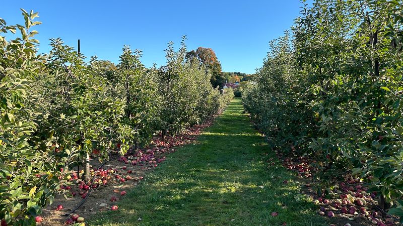 Belltown Hill Orchards, South Glastonbury, Connecticut