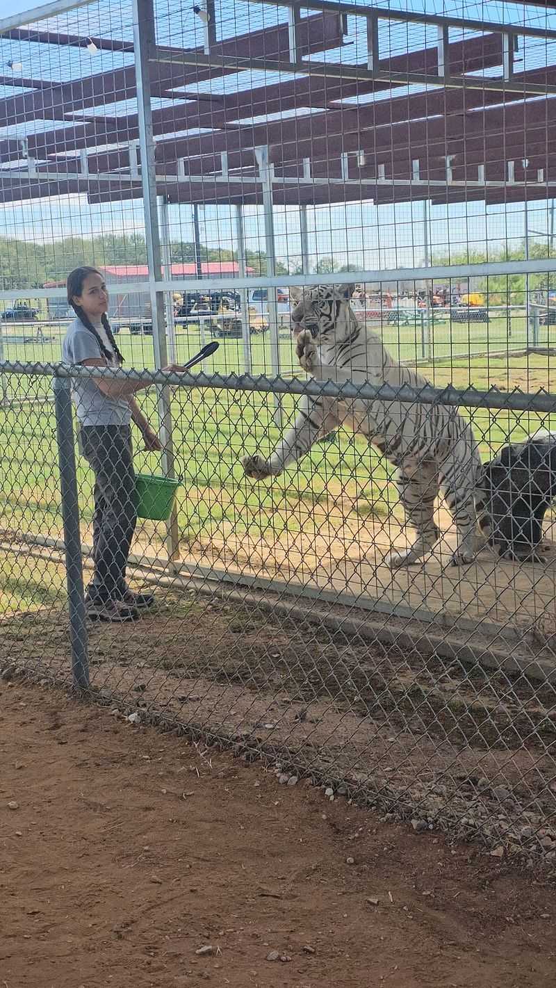 Bengal Tiger and Big Cat Exhibits Bengal Tiger and Big Cat Exhibits