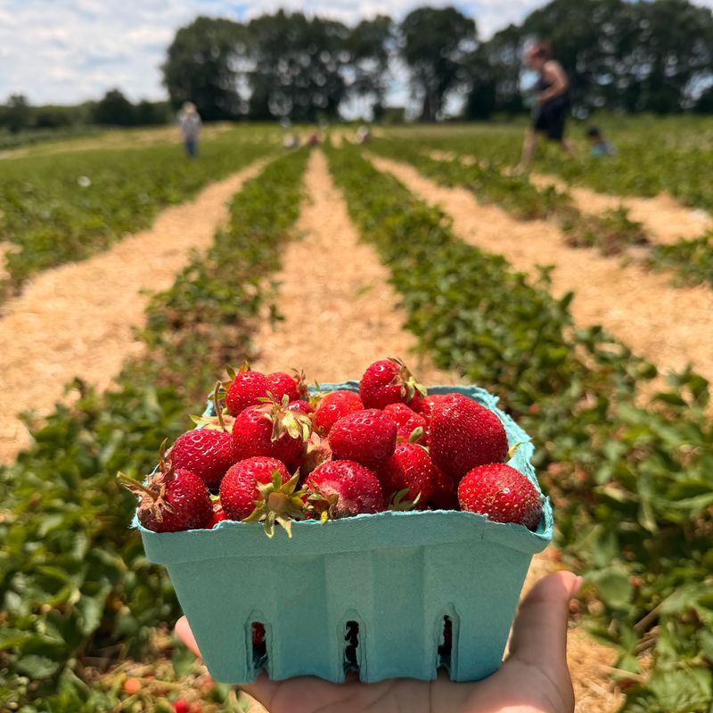 Berry Picking Across the Seasons Berry Picking Across the Seasons
