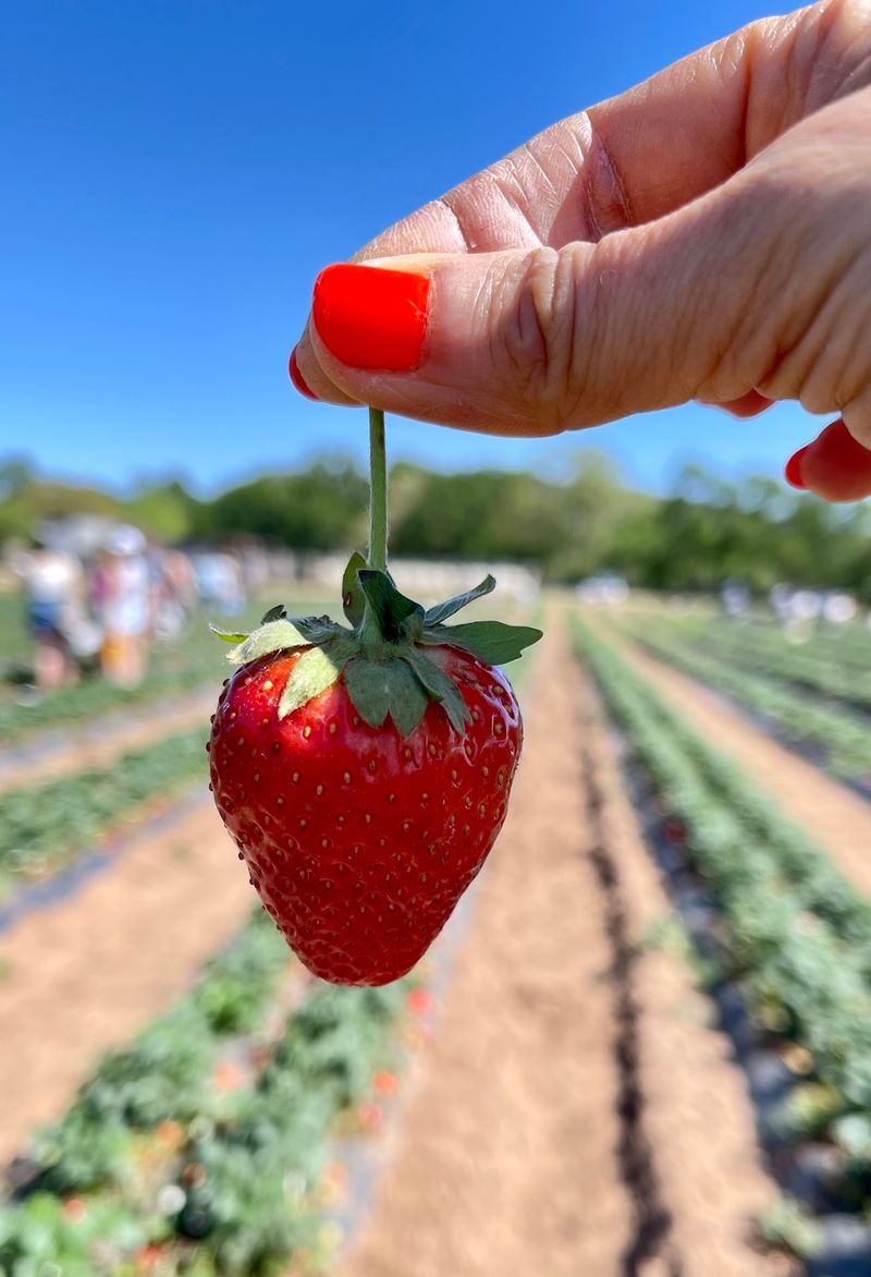 Berry Picking That Wins Over the Whole Crew Berry Picking That Wins Over the Whole Crew