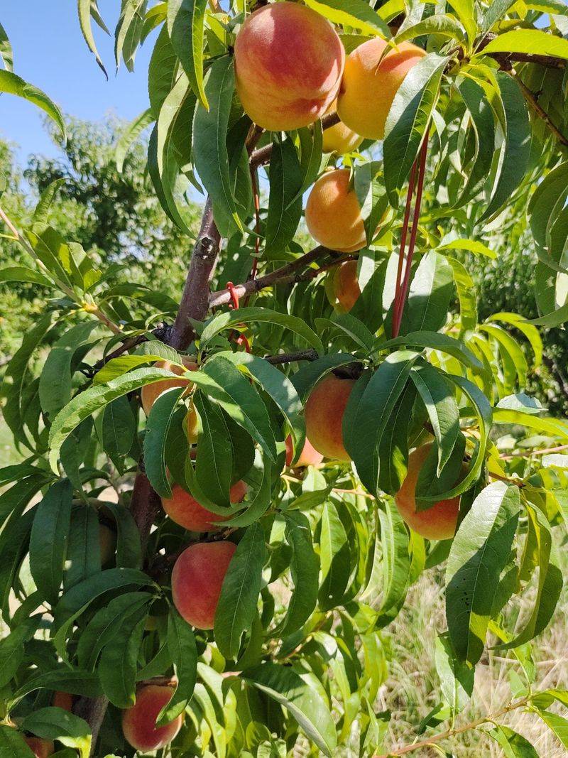 Bill's Fruit Stand & Berry Farm, Kennewick