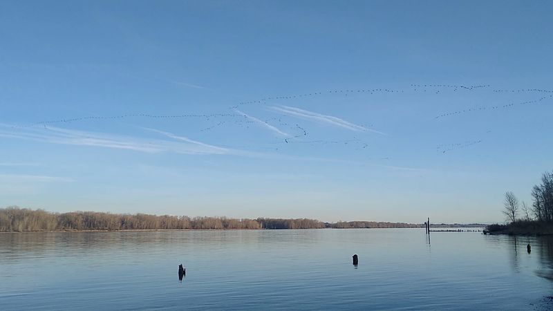 Bird Watching Bliss: A Feathered Paradise Awaits