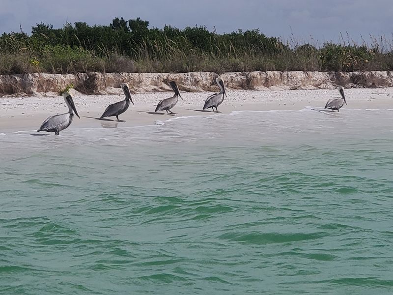 Bird Watching in a Natural Preserve Setting Bird Watching in a Natural Preserve Setting